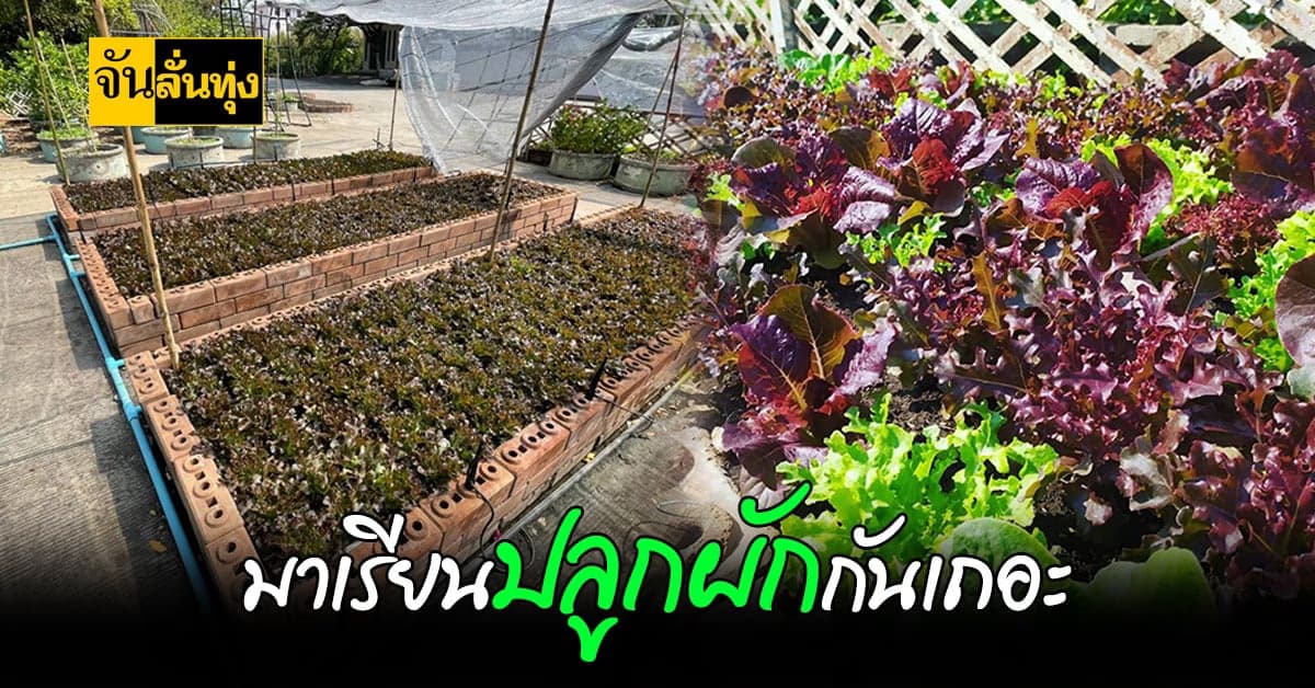 พิพิธภัณฑ์การเกษตรฯ ใจดี ชวนคนมาเรียน ปลูกผัก สร้างรายได้ในช่วง โควิด