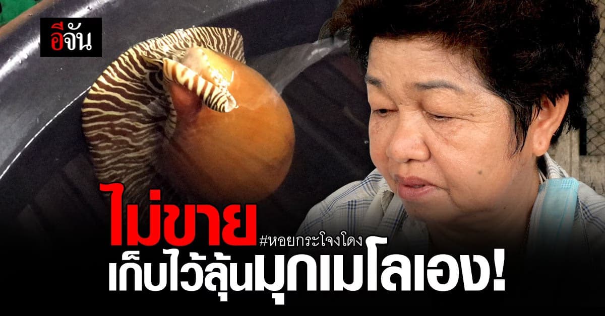 พ่อค้าแม่ค้าไม่ขาย หอยกระโจงโดง เก็บไว้ลุ้น ไข่มุกเมโล มูลค่านับล้าน