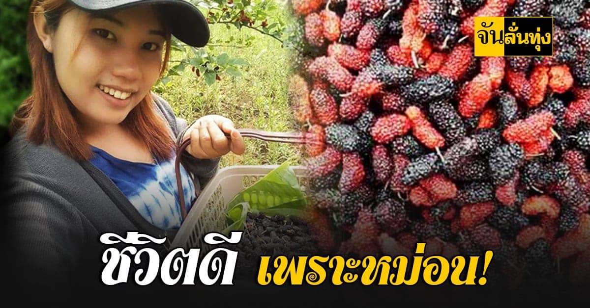 ชาวอาข่าลำปาง ปลูกหม่อนอินทรีย์ ชีวิตดี๊ดีบนดอย