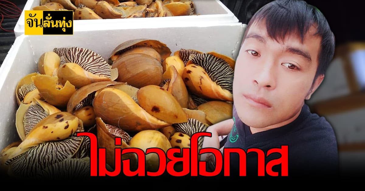 พ่อค้าขายหอย นครศรีธรรมราช ไม่ขึ้นราคาหอยกระโจงโดง ตามกระแสไข่มุกเมโล