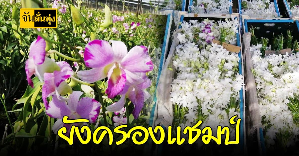 สศก. ยัน! การส่งออกกล้วยไม้ ยังครองแชมป์ของโลก หลังเจอพิษโควิด