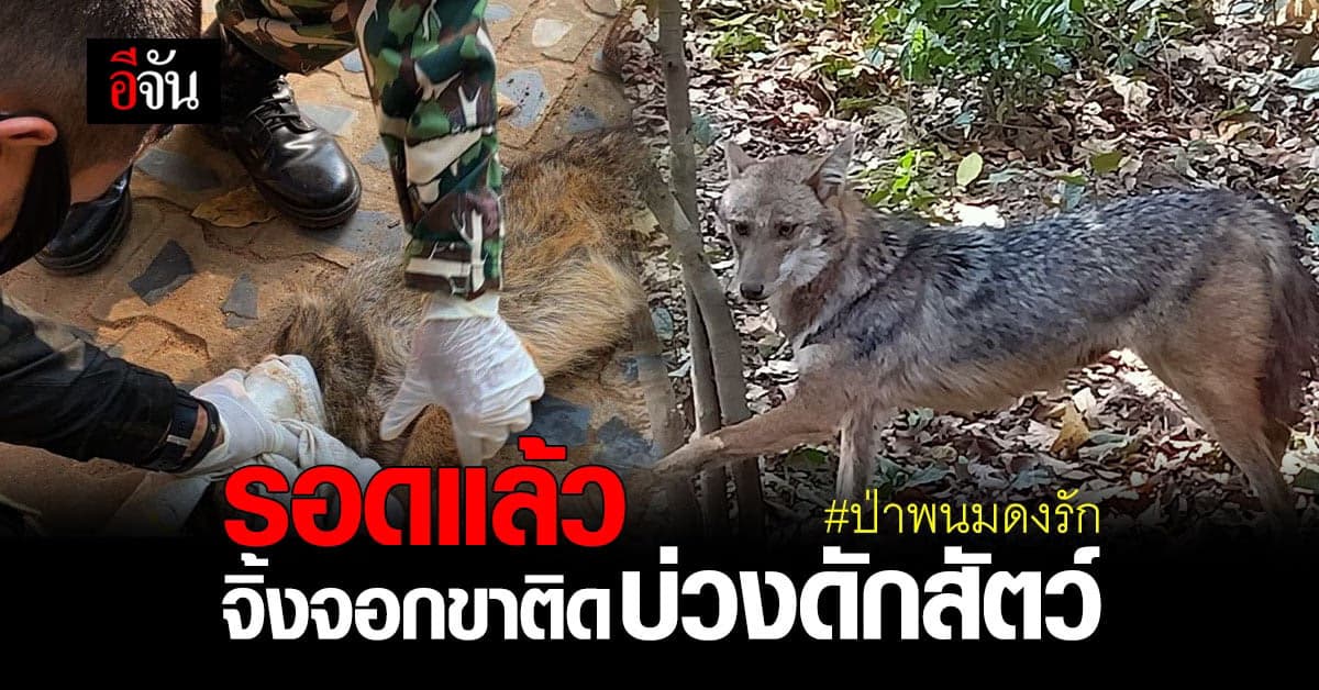 เจ้าหน้าที่เข้าช่วยเหลือ 2 จิ้งจอก ขาติดบ่วงดักสัตว์ ในป่าพนมดงรัก