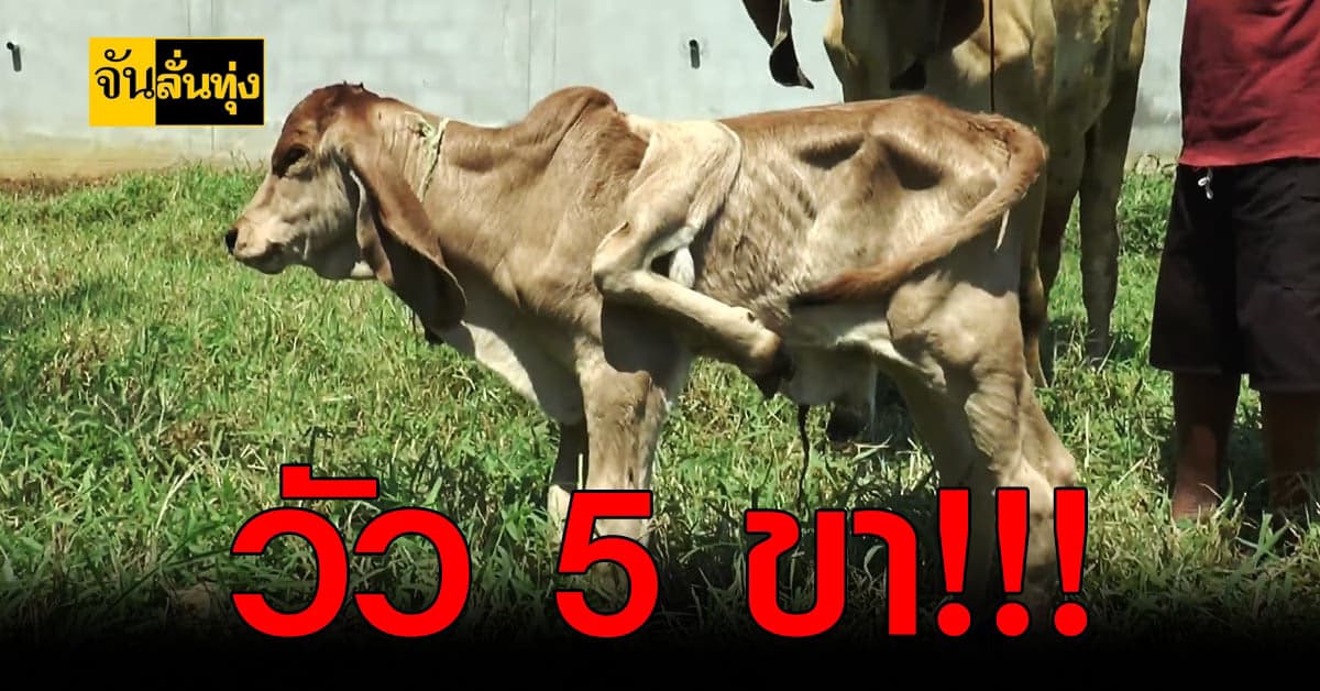 อัศจรรย์ ! ชาวบ้าน โคราช แห่ดู ลูกวัว มี 5 ขา