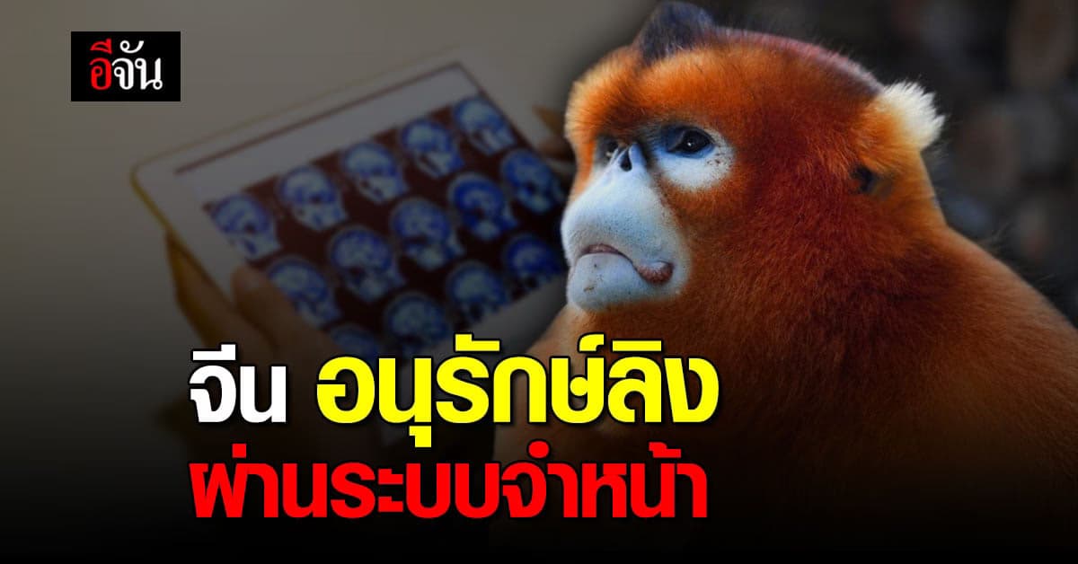 จีน พัฒนาระบบ จดจำใบหน้า เพื่ออนุรักษ์ ลิงจมูกเชิดสีทอง