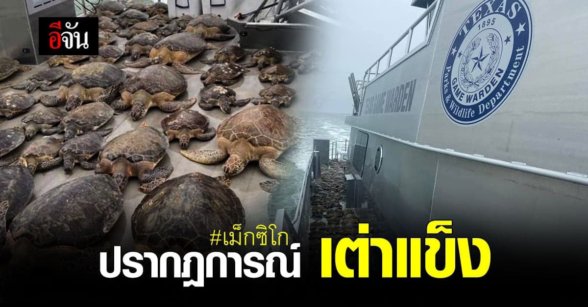 รัฐเท็กซัส เม็กซิโก เกิดปรากฎการณ์ เต่าแข็ง ในทะเล