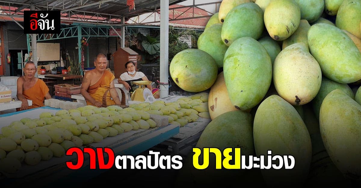 พระวัดบางหญ้าแพรก สมุทรปราการ ขายมะม่วง หาเงินจ่าย ค่าน้ำ ค่าไฟ