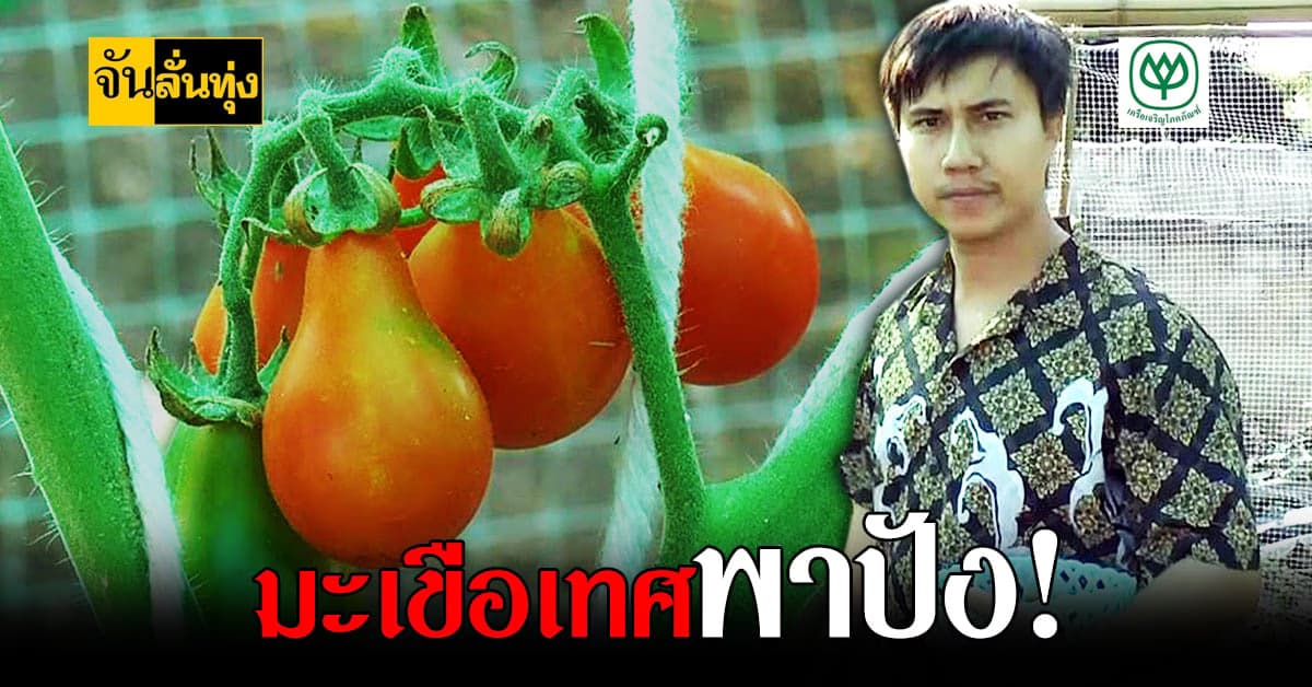 อดีตพ่อค้าออนไลน์ ผันตัว ปลูกมะเขือเทศเชอรี่ สร้างรายได้ช่วงโควิด