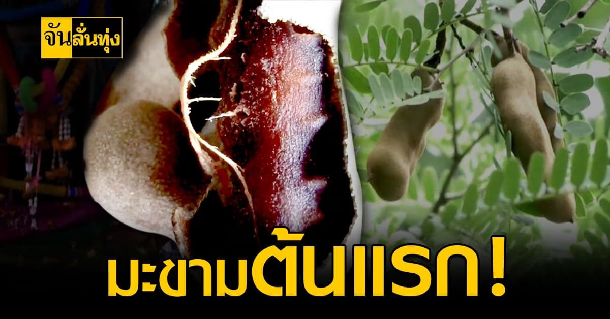 เปิดที่มา มะขามหวานเพชรบูรณ์ ต้นแรกของจังหวัด!