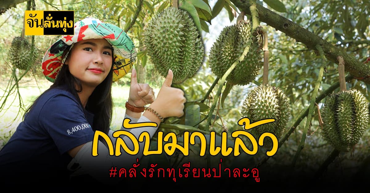 เตรียมตัวให้พร้อม ทุเรียนป่าละอู กำลังจะมา
