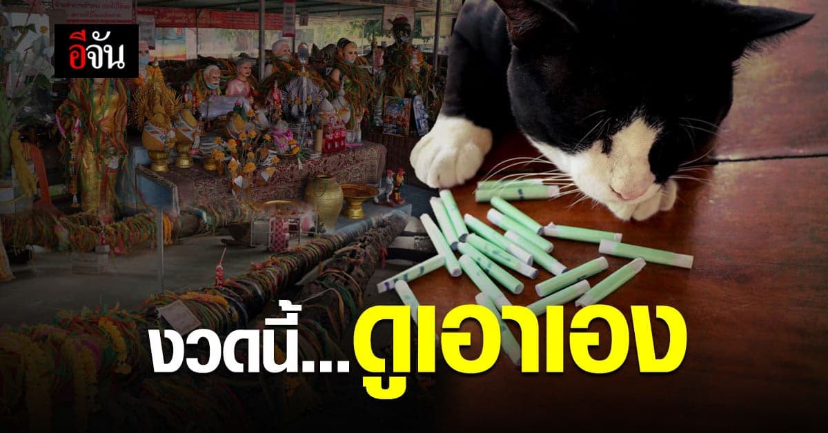 แมวดังอ่างทอง ใช้หางเขี่ย เลขให้โชค ชาวบ้านเชื่อเป็น แมวนำโชค