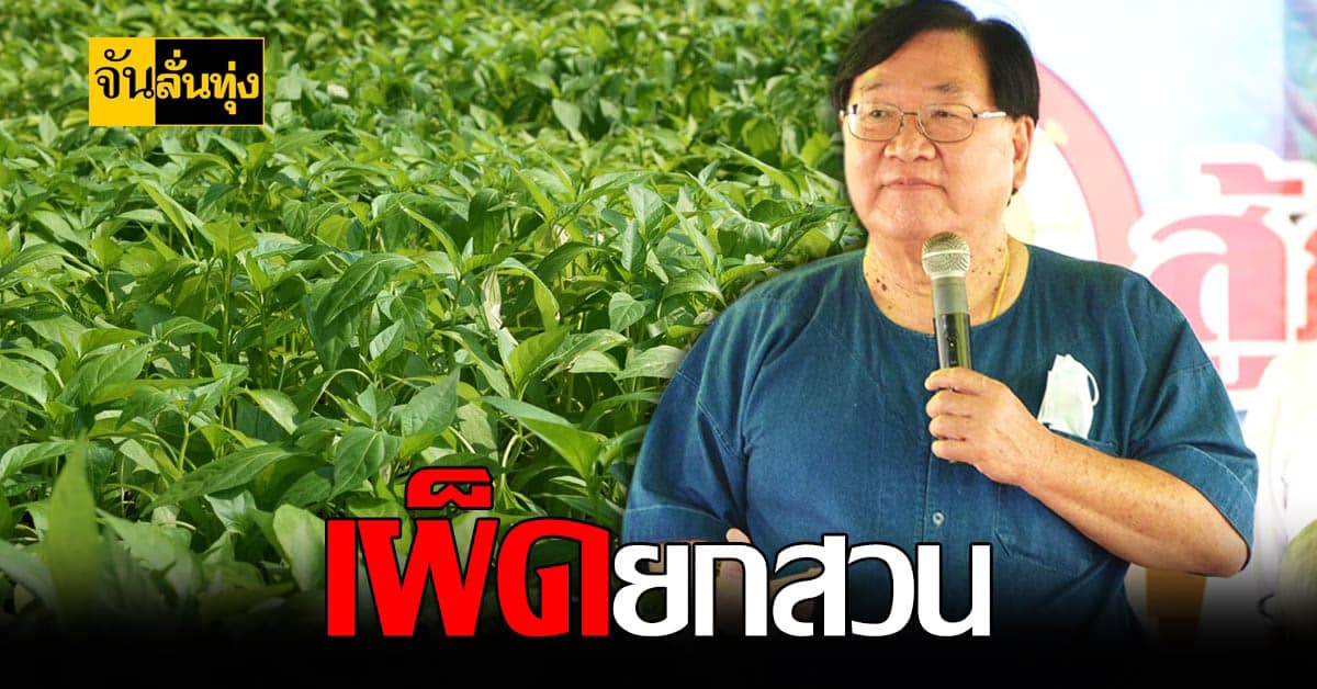 กษ. ลุยโครงการ ปลูกพริกซุปเปอร์ฮอท ช่วยเกษตรกรนครสวรรค์ สร้างรายได้สู้โควิด