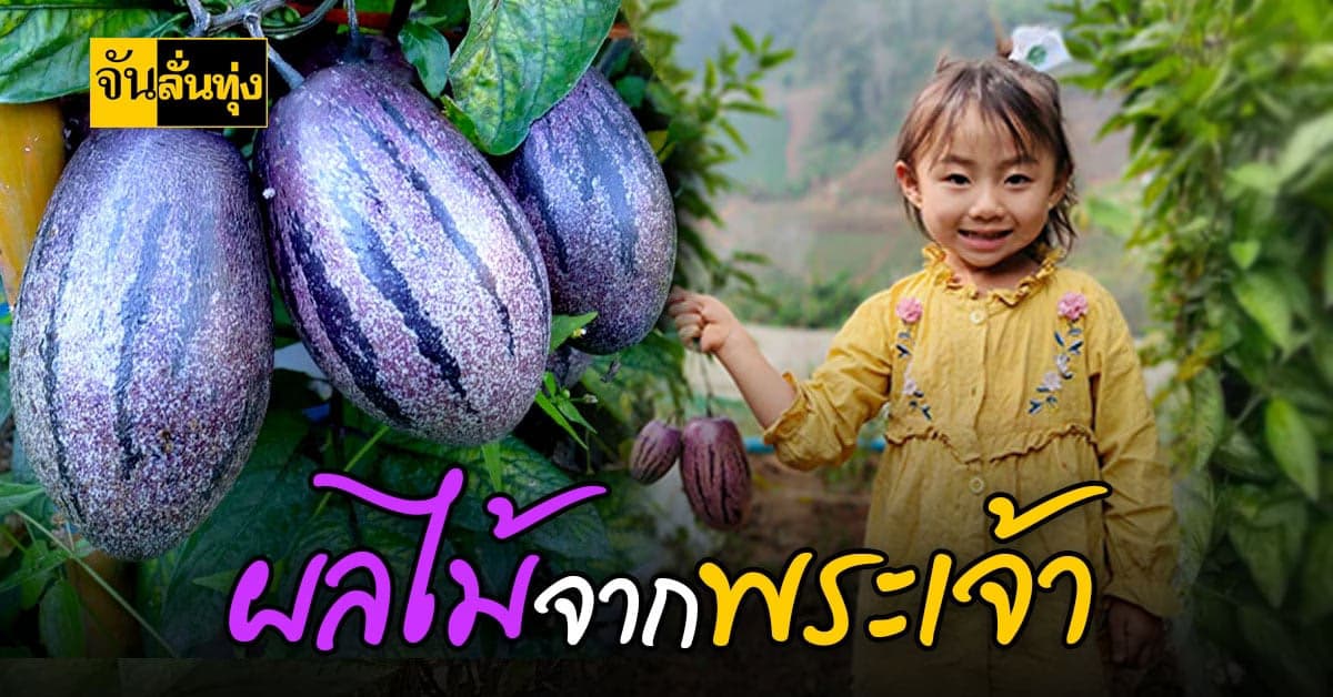 เกษตรกรหนุ่มแม่แจ่ม เชียงใหม่ ปลูกเปปิโนเมล่อน สร้างรายได้