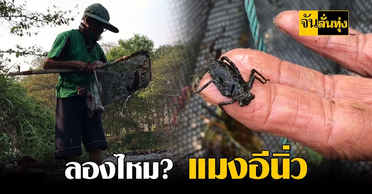 ร้อนนี้มีของอร่อย แมงอีนิ่ว ของอร่อยชาวเชียงใหม่ กินก็ได้ขายก็ร่ำรวย