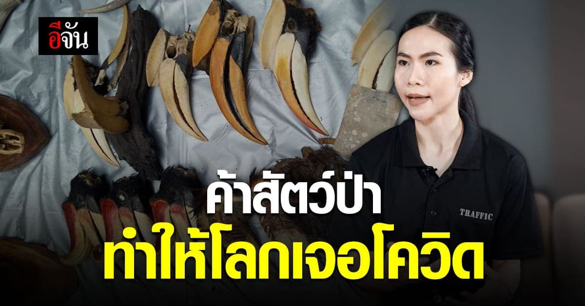 คุยกับ นักวิจัย มอง การค้าสัตว์ป่า เผย เอเชียตะวันออกเฉียงใต้ คือตลาดใหญ่ที่สุด!!