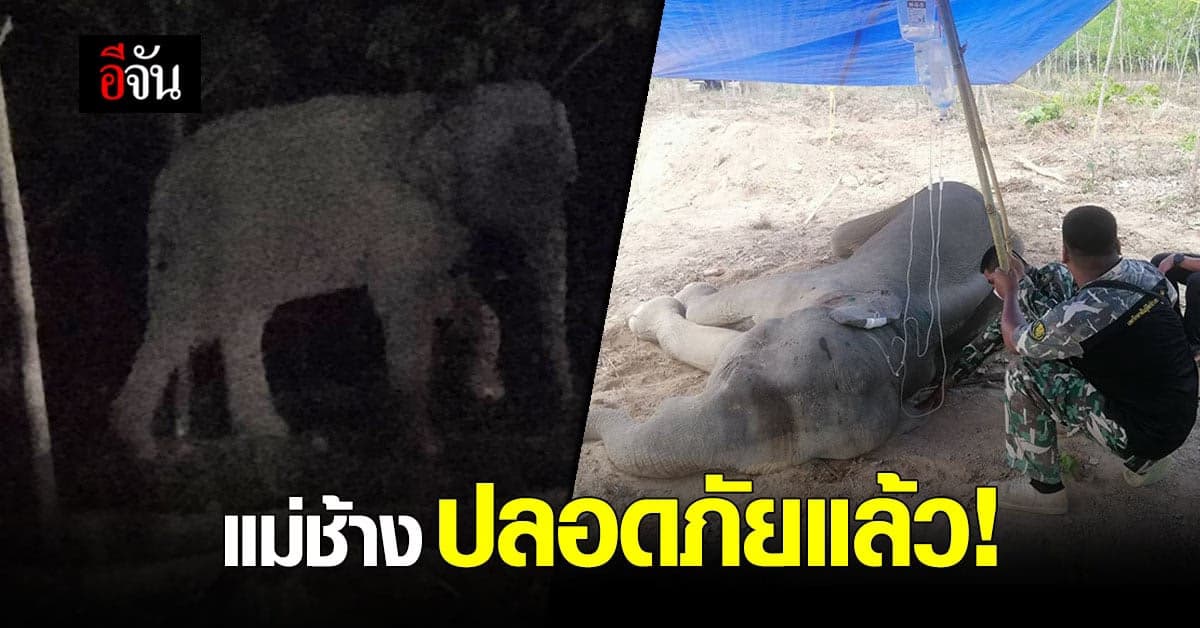 ปลอดภัยแล้ว! แม่ช้าง ล้มป่วยในสวนยางพารา