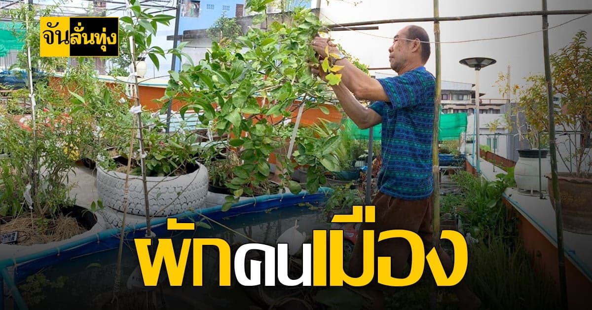 หนุ่มเมืองกรุง สร้าง สวนผักดาดฟ้า แหล่งเรียนรู้ของชุมชน