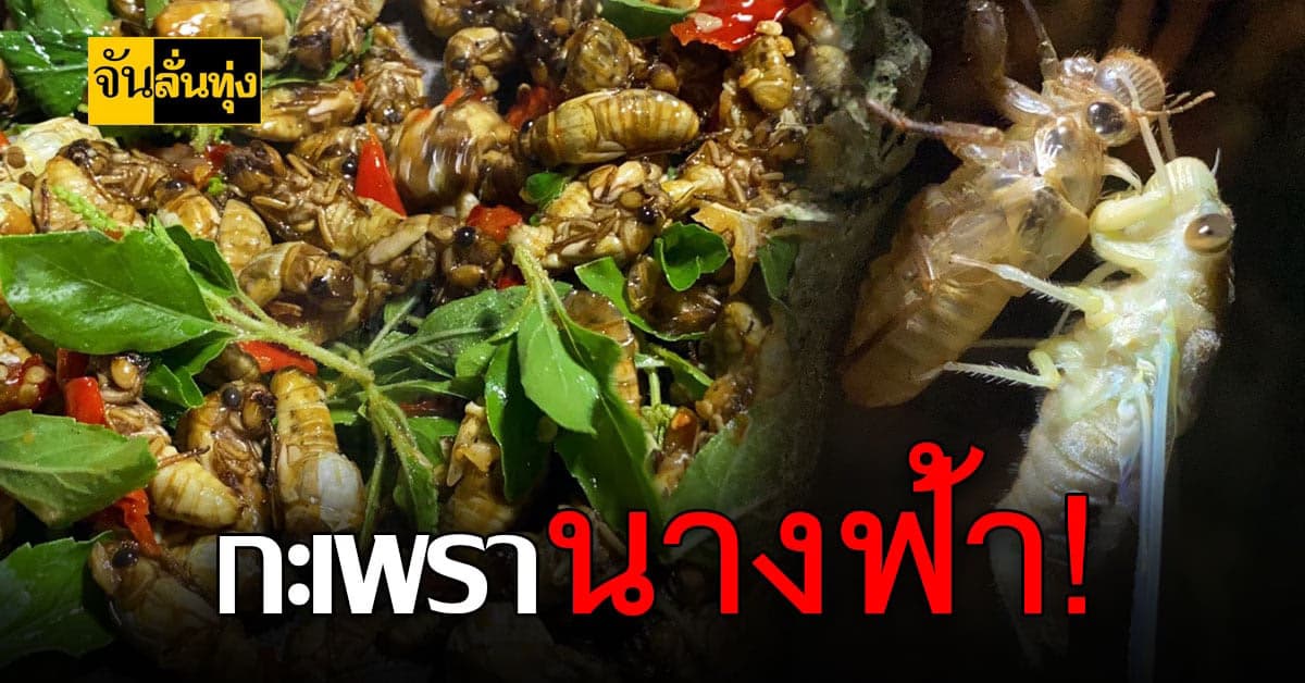 ชวนชิมเมนูแปลก ผัดกะเพรานางฟ้า หากินได้ปีละครั้ง!