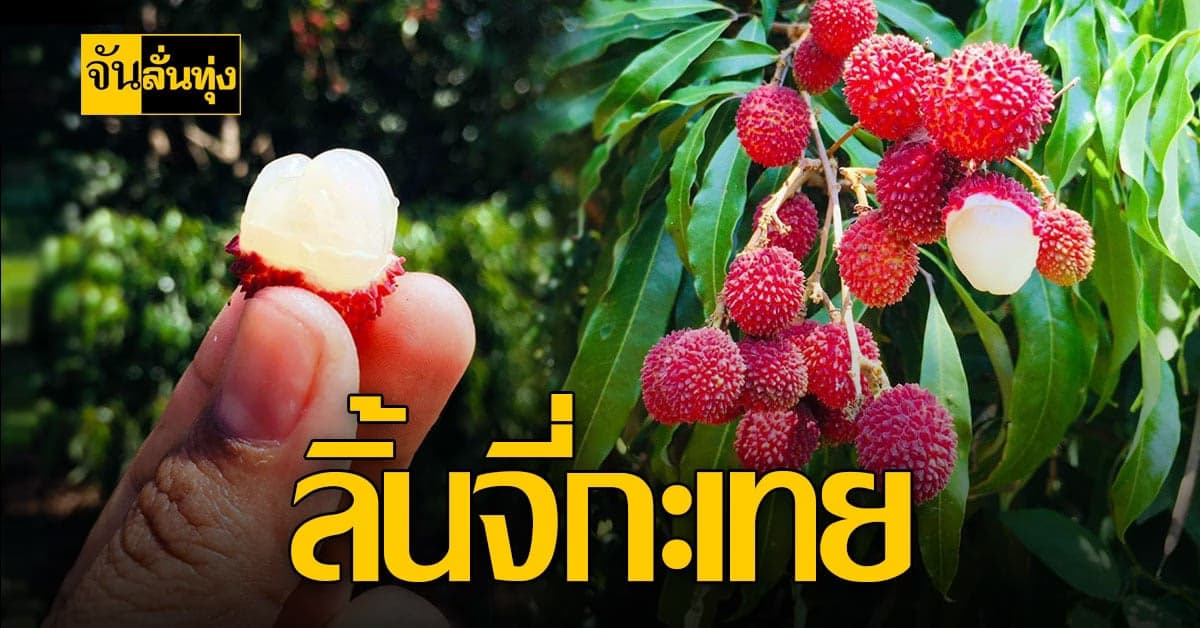 ออกแล้ว! ลิ้นจี่กะเทย ผลไม้หากินยากของดีอัมพวา สมุทรสงราม