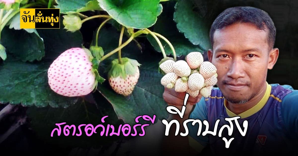 เกษตรกรสกลนคร ปลูกสตรอว์เบอร์รีสีขาว สร้างรายได้