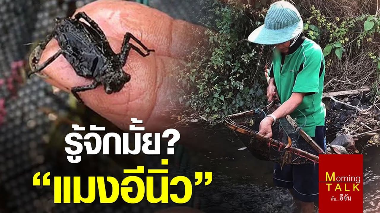 (Video) แมงอีนิ่ว