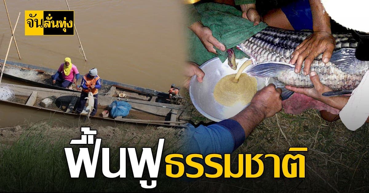 กรมประมง ปล่อยปลายี่สกไทย คืนสู่ธรรมชาติ