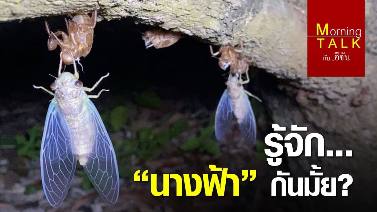 (Video) กะเพรานางฟ้า