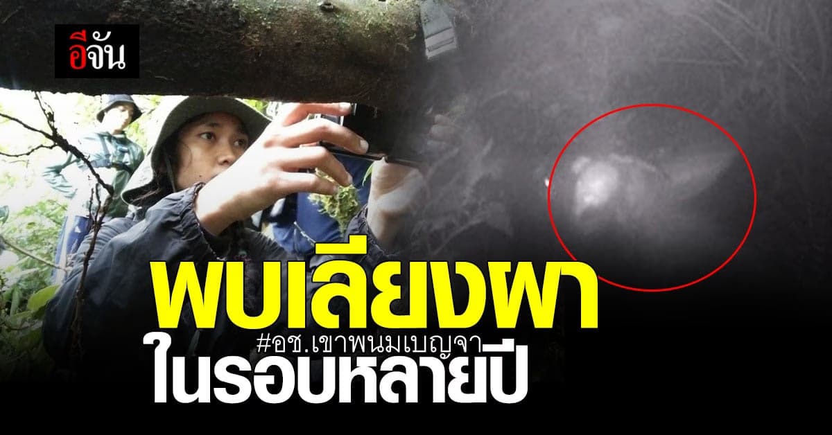 อุทยานแห่งชาติเขาพนมเบญจา พบ เลียงผา ในรอบหลายปี