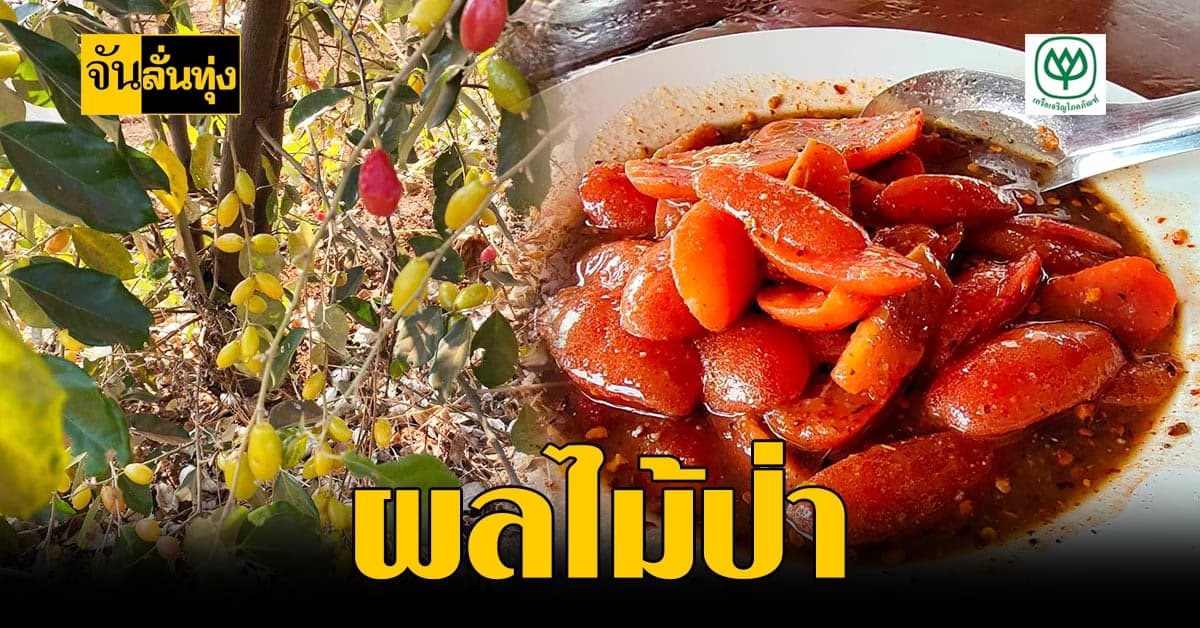 สาวเชียงใหม่ ไอเดียแจ๋ว!เก็บ มะหลอด ขายสร้างรายได้