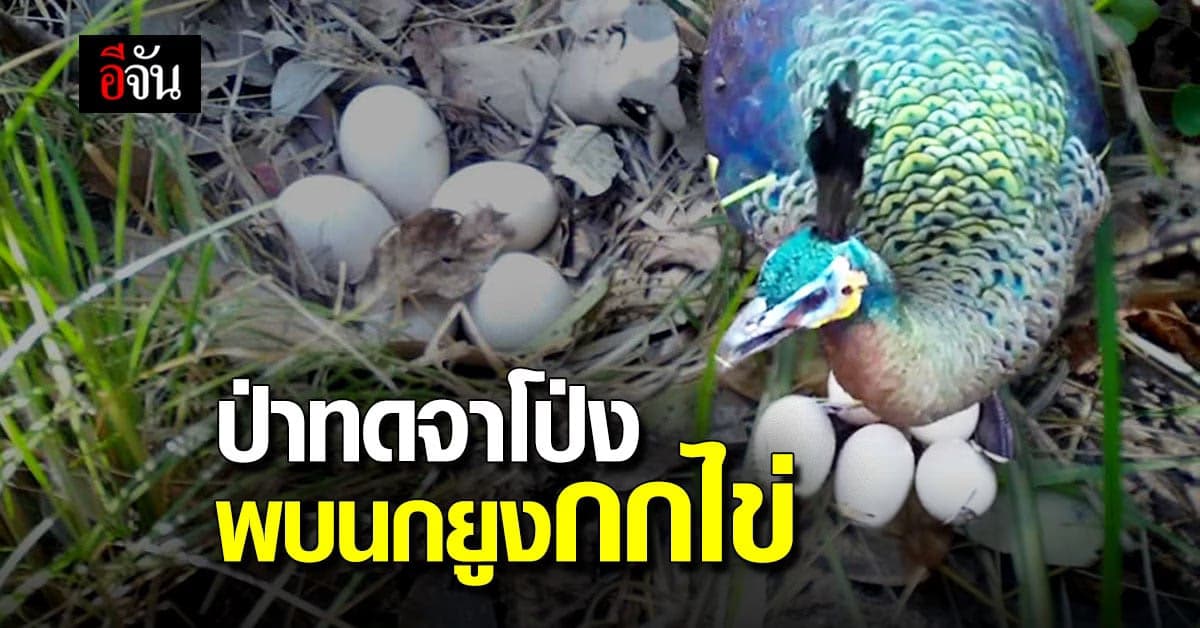 สุดตื่นเต้น เจ้าหน้าที่ สอบ.9 พบนกยูงกกไข่ ในป่าทดจาโป่ง