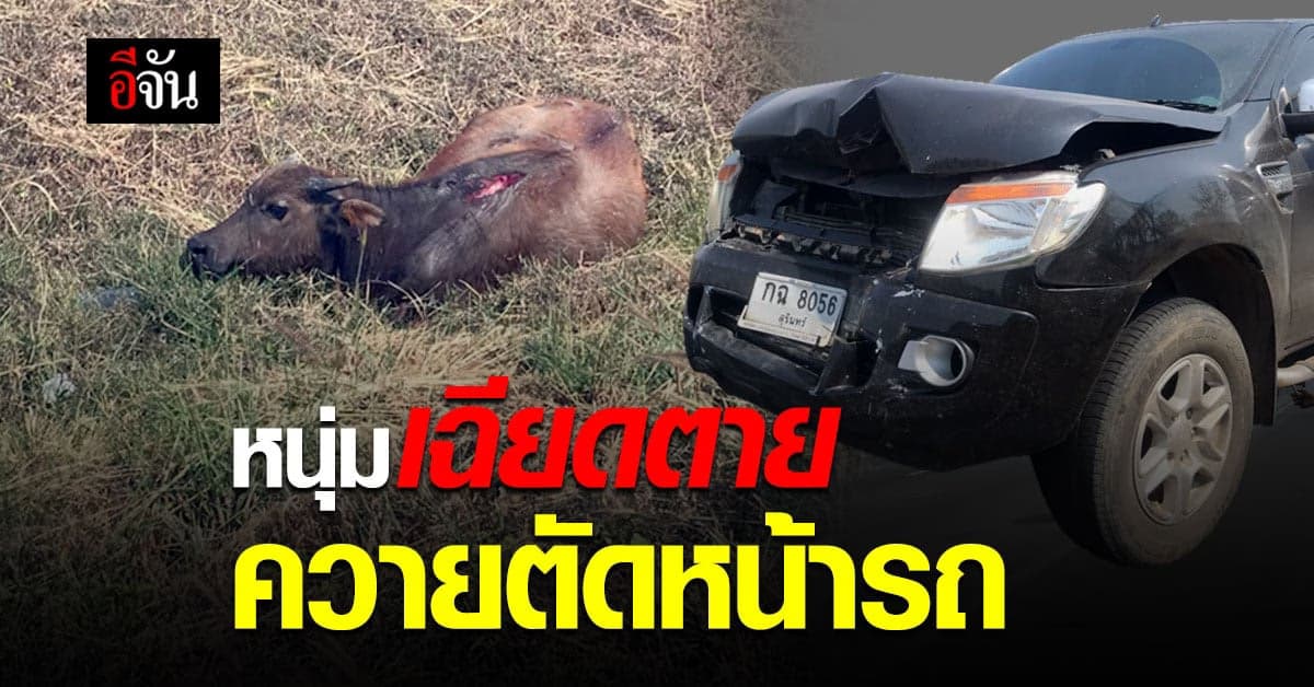 หนุ่ม บุรีรัมย์ โพสต์เตือนภัย เฉียดตาย ควายวิ่งตัดหน้ารถยนต์