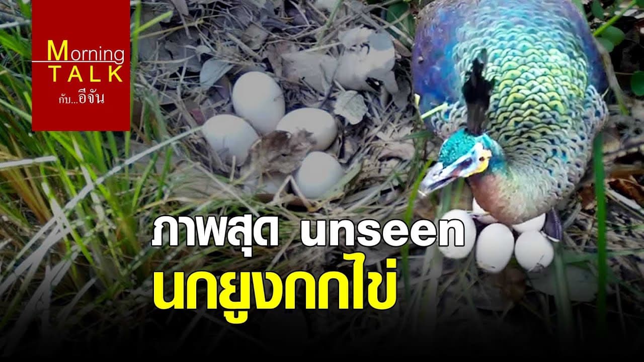 (Video) ภาพสุด unseen นกยูงกกไข่