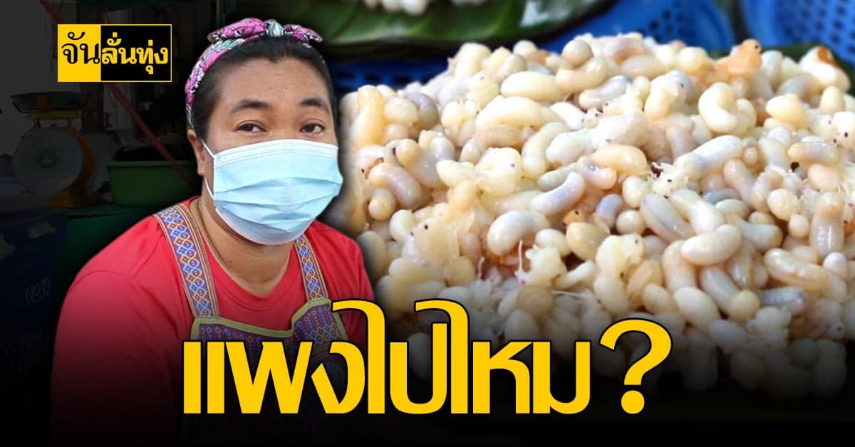 ไข่มดแดง ขอนแก่น กิโลละ 600 บาท!