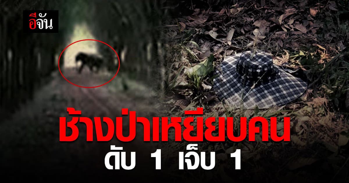 ระยอง ดับ 1 เจ็บ 1 เซ่น ช้างป่าเหยียบคน !