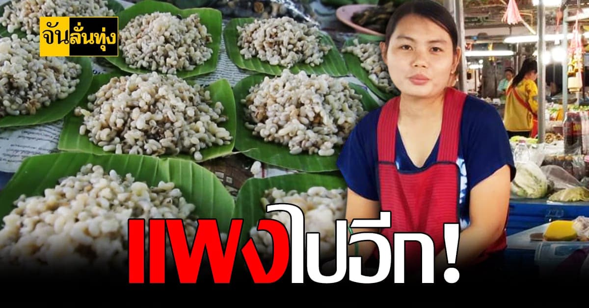 ราคาไข่มดแดง นครพนม พุ่งสูง 1,000 บาทต่อกิโลกรัม