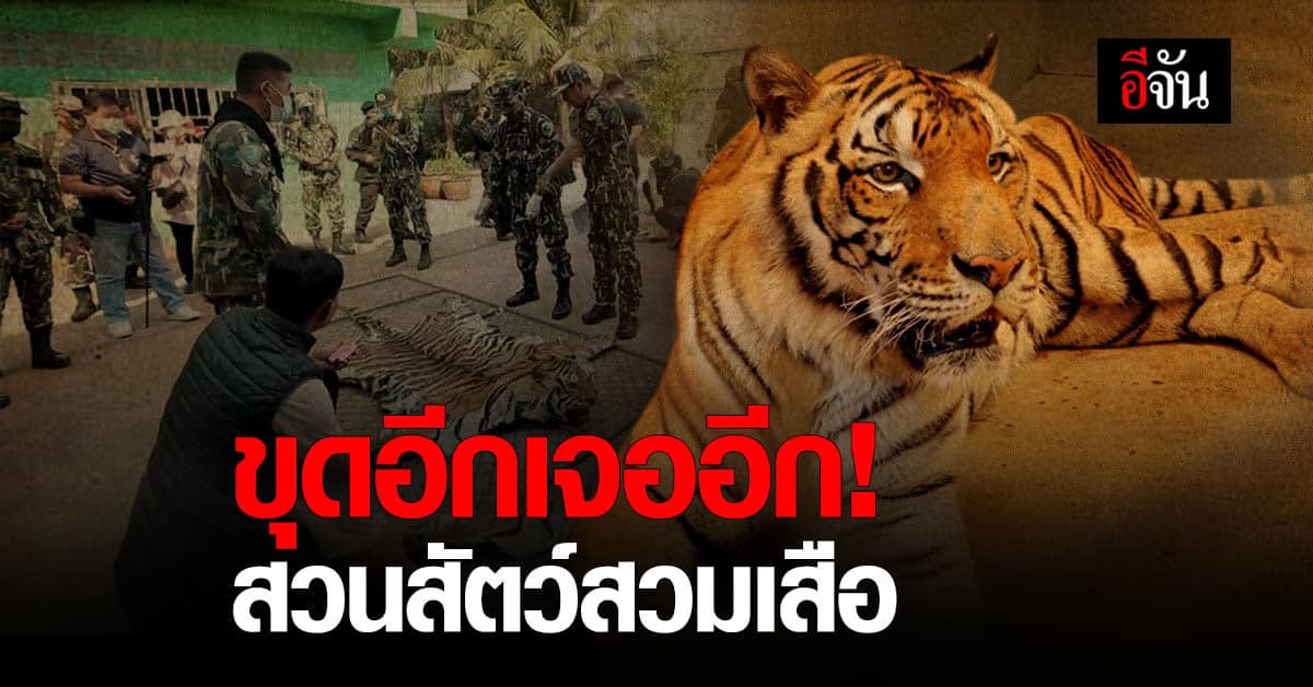 พญาเสือ สืบต่อ! มุกดาสวนเสือและฟาร์ม ลักลอบ สวมเสือ