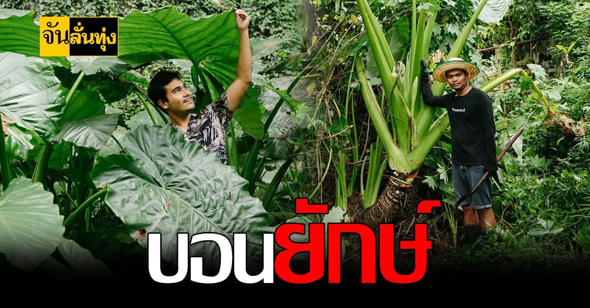 ช่างภาพหนุ่ม เมืองกระบี่  ใช้เวลาว่าง ขายบอนกระดาดยักษ์ สร้างรายได้