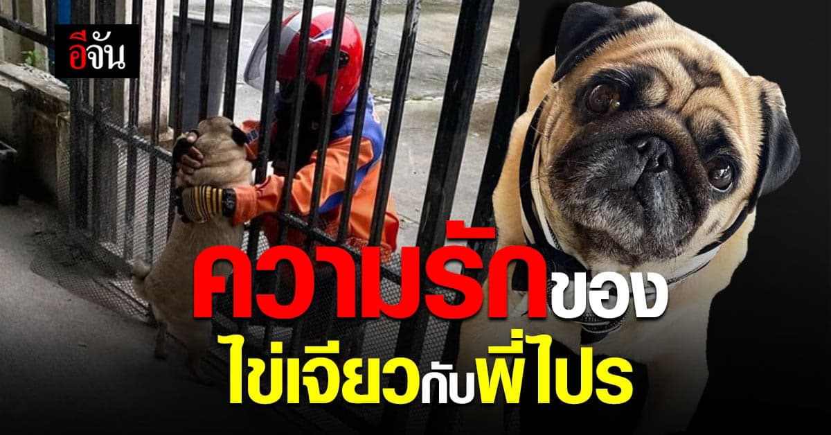 ไข่เจียว มารอ พี่ไปรษณีย์ ที่ประตูรั้วทุกวันเลยนะ