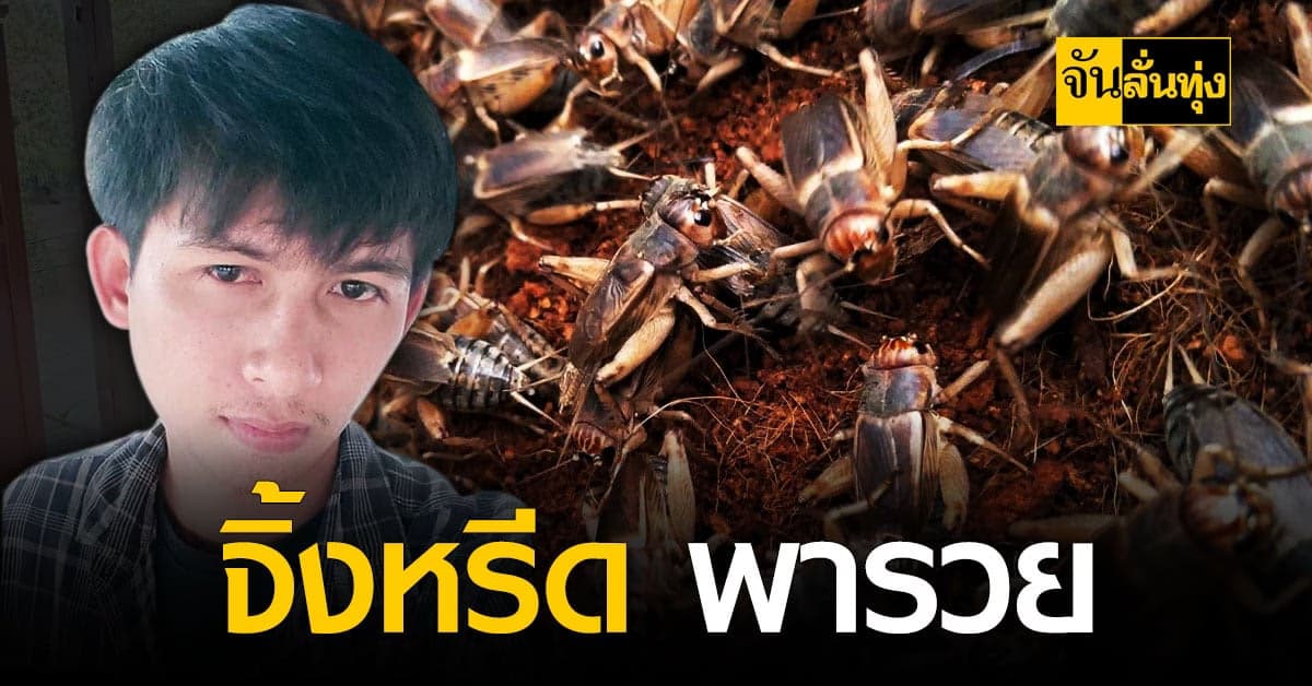 อดีตหนุ่มโรงงาน ชัยภูมิ ผันตัว เลี้ยงจิ้งหรีดขาย สร้างรายได้