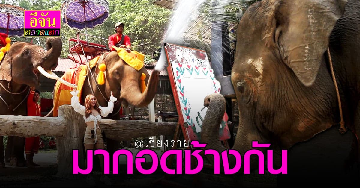 ปางช้างเผือกเชียงราย ท่องเที่ยว ของดีคู่ท้องถิ่นที่ควรขยายต่อ