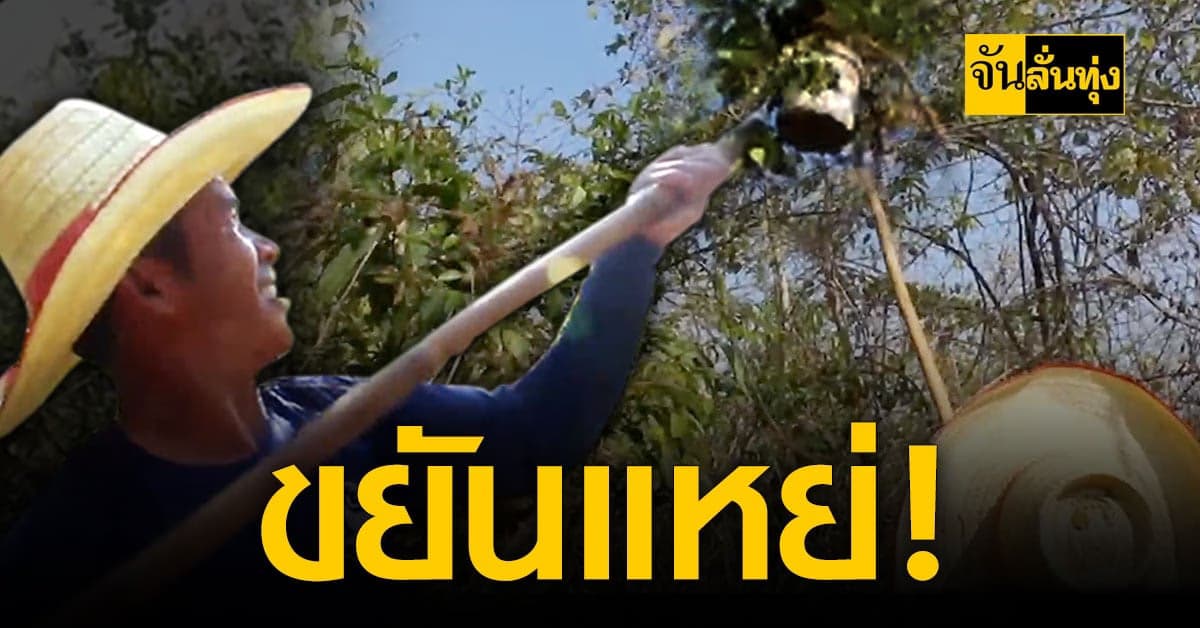 ราคาไข่มดแดง โคราช กิโลละ500 บาท