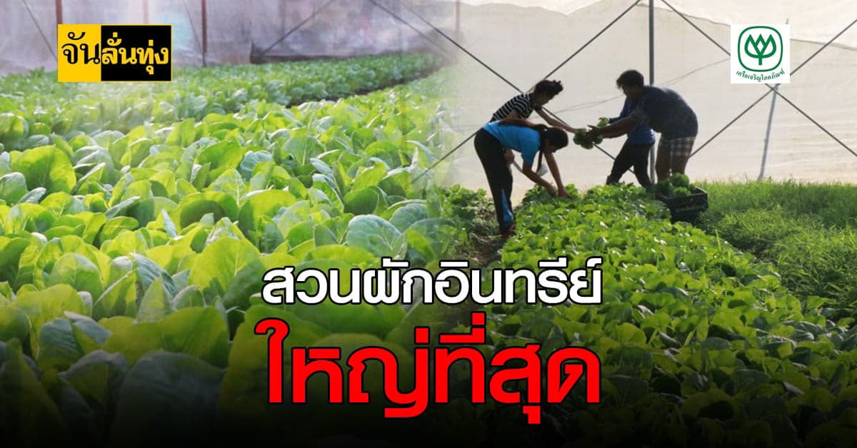 พาชม บ้านเทอดชาติ ปลูกผักอินทรีย์ ใหญ่ที่สุดในภาคเหนือตอนล่าง