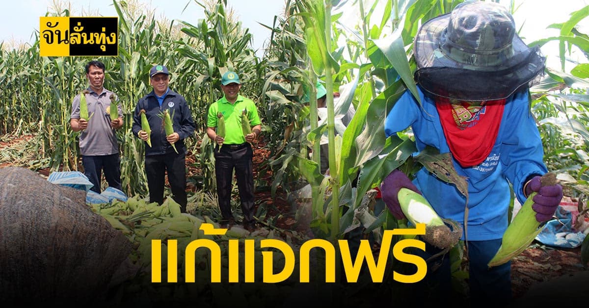 เร่งแก้ปัญหา ราคาข้าวโพดหวาน ตกต่ำที่สุดในรอบ 10 ปี!