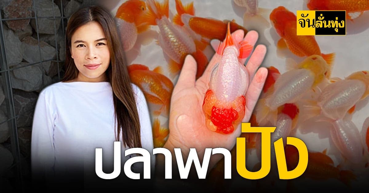 คนสวยบ้านโป่ง ราชบุรี สานต่อธุรกิจครอบครัว ขายปลาทอง  รายได้สุดปัง!