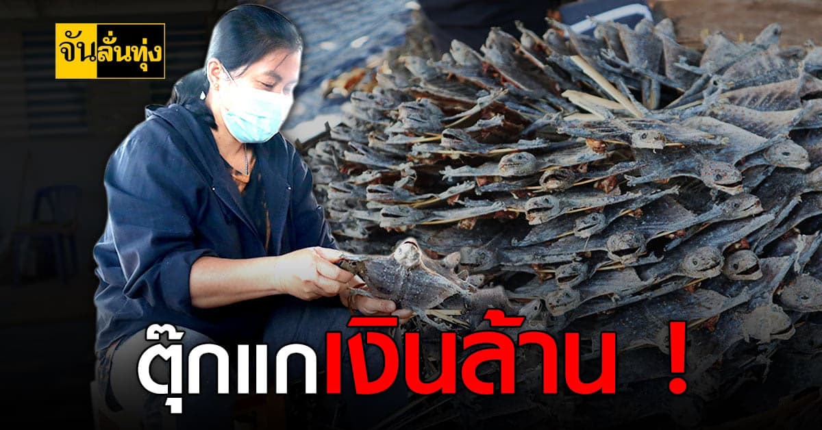 ร้อนนี้มีเฮ! ชาวบ้านนครพนมไม่หวั่นภัยแล้ง เร่งจับ ตุ๊กแก ส่งขายรายได้หลายล้านต่อปี