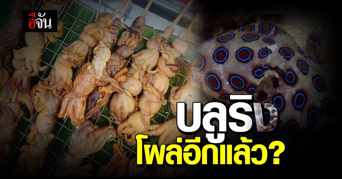 มาอีกแล้ว หนุ่มสงสัย เจอหมึกบลูริง เสียบไม้ย่างขาย ผู้รู้เตือนอันตรายถึงตาย