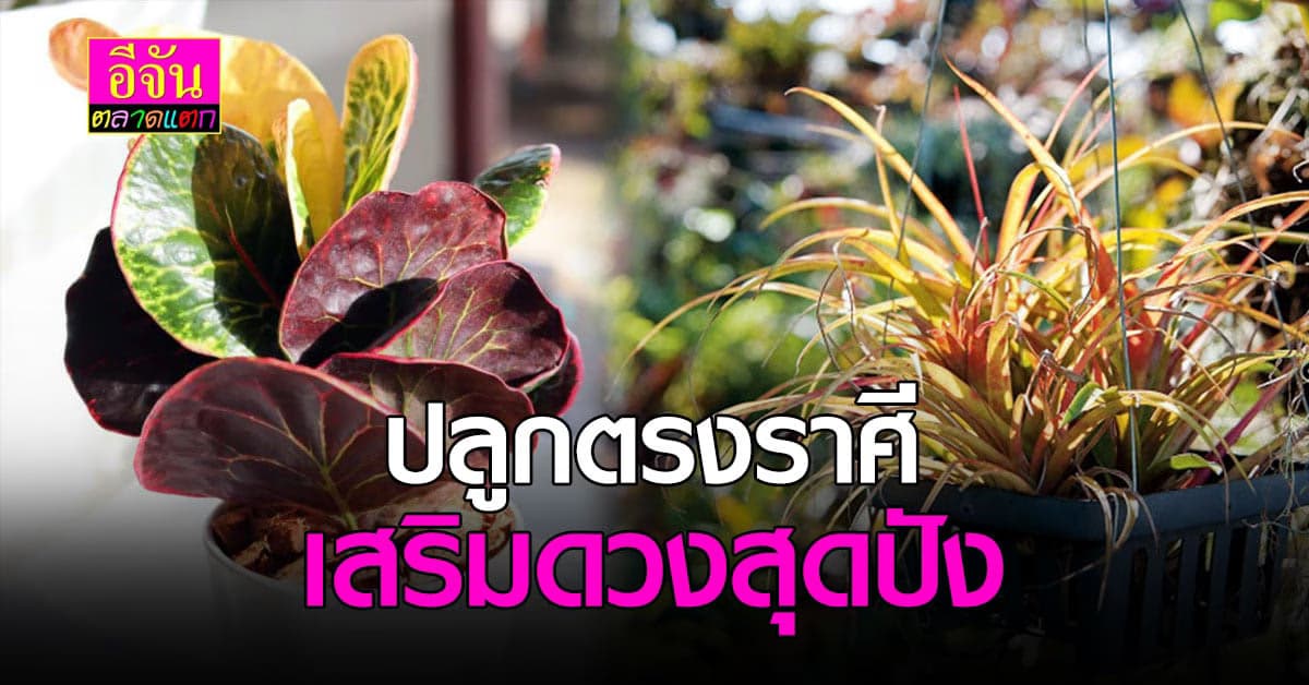 ปลูกไม้มงคล ตามราศี เสริมดวงปัง