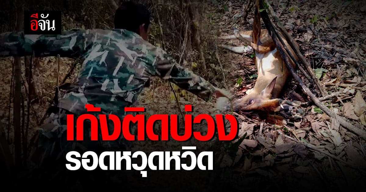 เก้งติดบ่วง ผู้พิทักษ์ป่าช่วยชีวิต รอดหวุดหวิด !