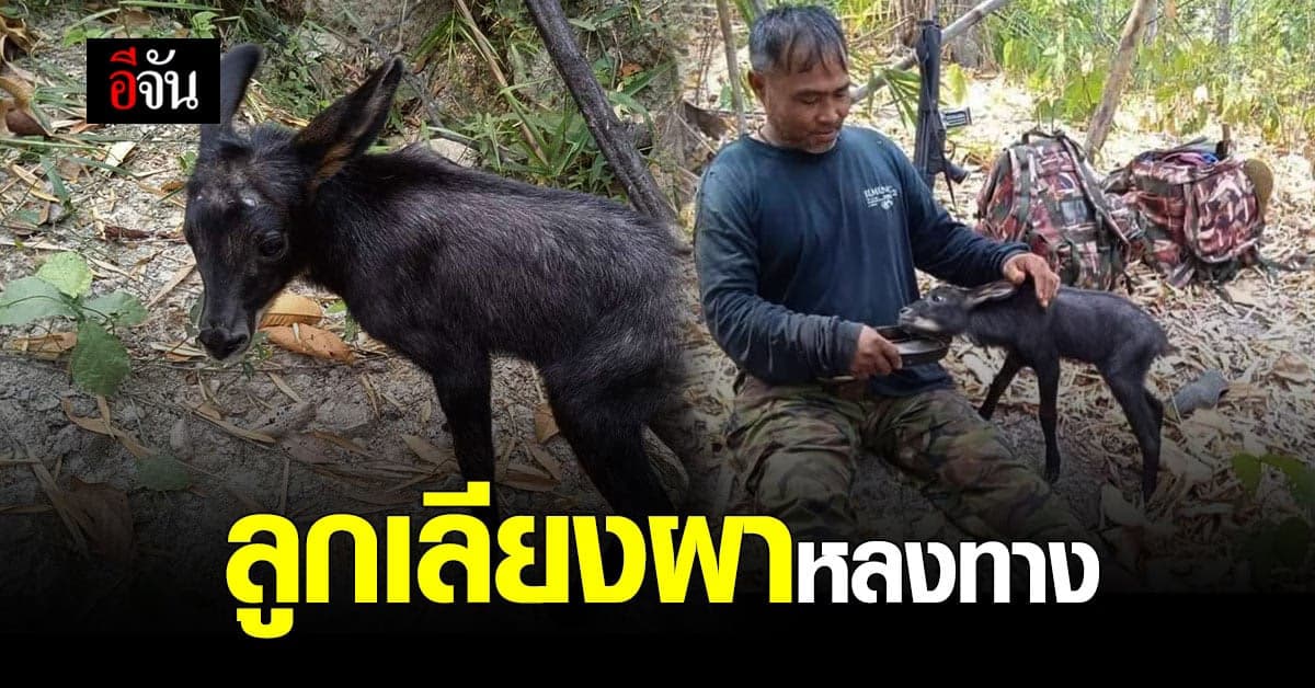 ลูกเลียงผา พลัดหลงแม่ วิ่งตามเจ้าหน้าที่พิทักษ์ป่ากลับหน่วย