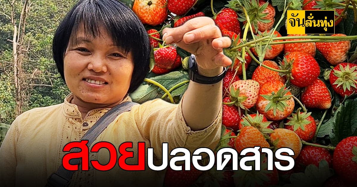 หนุ่มลำปางวัย 30 ปลูกสตรอว์เบอร์รี ปลอดสารพิษ รายได้ดี