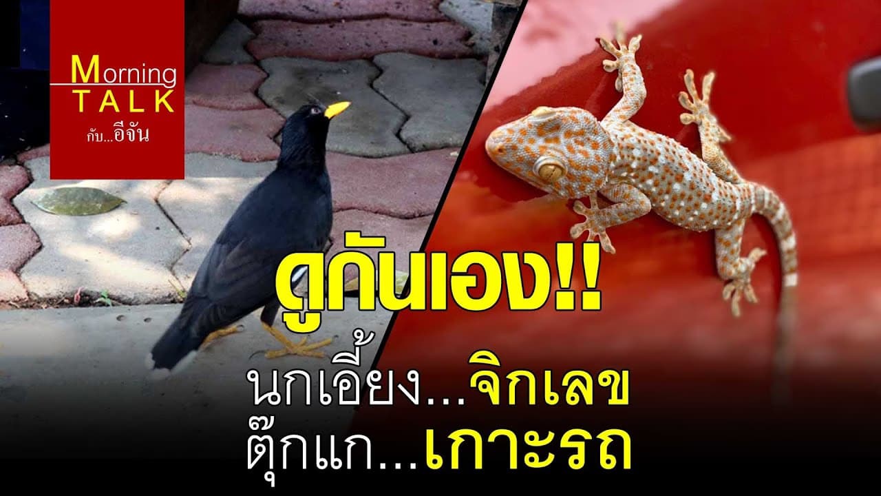 (Video) ดูกันเอง!!นกเอี้ยง…จิกเลข ตุ๊กแก…เกาะรถ